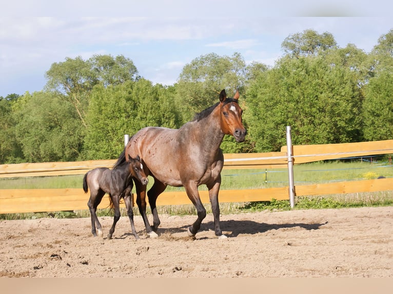 American Quarter Horse Hengst Fohlen (05/2026) Roan-Bay in Delitzsch