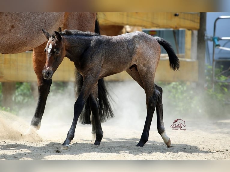 American Quarter Horse Hengst Fohlen (05/2026) Roan-Bay in Delitzsch