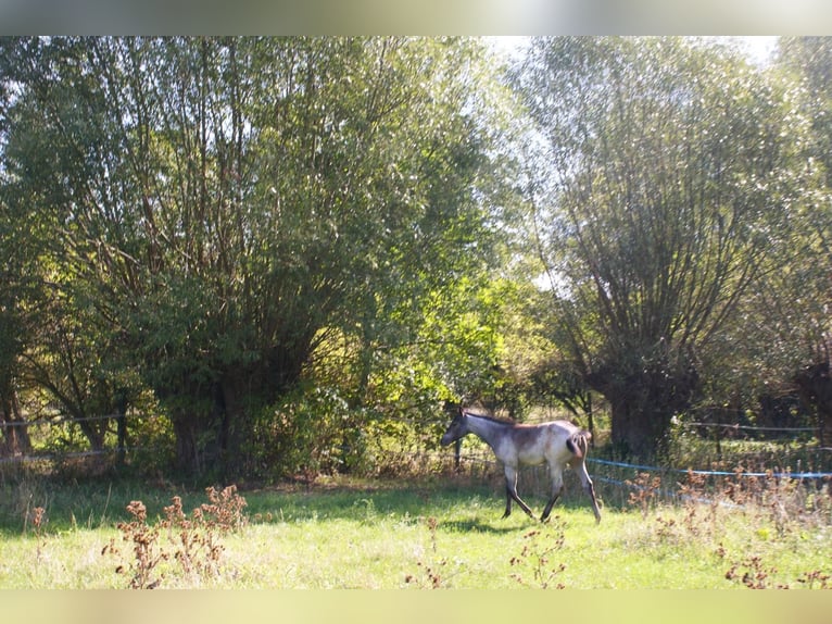 American Quarter Horse Hengst Fohlen (05/2026) Roan-Bay in Delitzsch