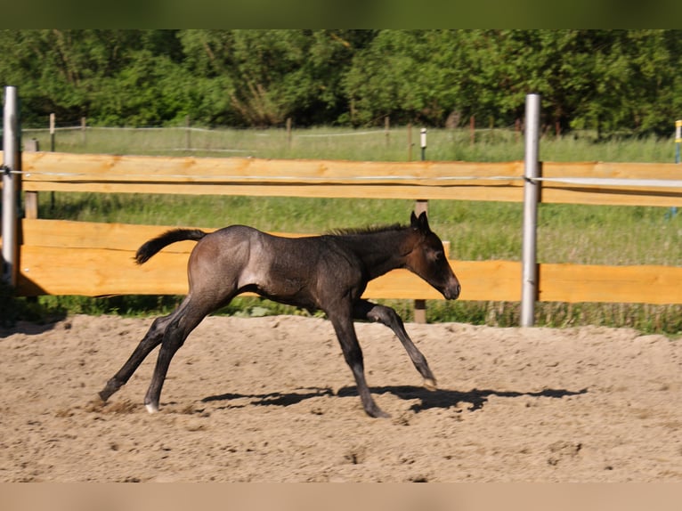 American Quarter Horse Hengst Fohlen (05/2026) Roan-Bay in Delitzsch