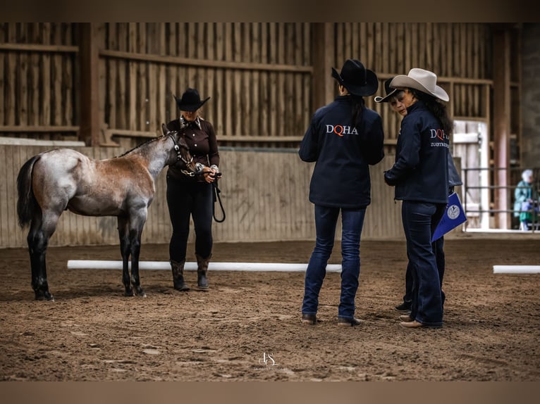 American Quarter Horse Hengst Fohlen (04/2025) Roan-Bay in Alt Duvenstedt