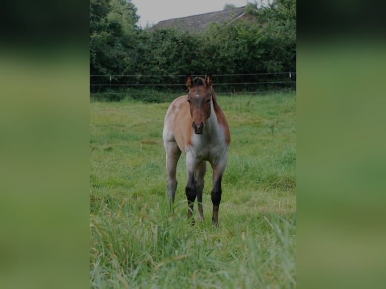 American Quarter Horse Hengst Fohlen (04/2025) Roan-Bay in Alt Duvenstedt