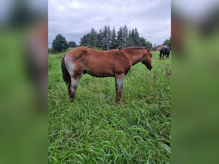 American Quarter Horse Hengst Fohlen (04/2025) Roan-Bay in Alt Duvenstedt