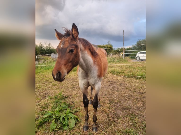 American Quarter Horse Hengst Fohlen (04/2025) Roan-Bay in Alt Duvenstedt