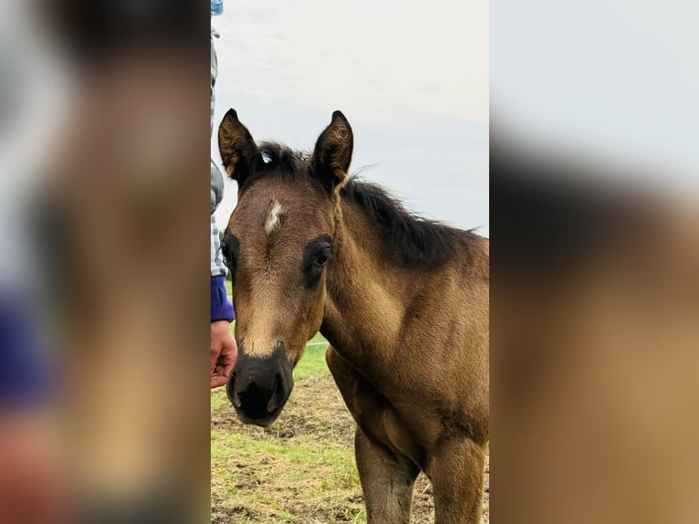 American Quarter Horse Hengst Fohlen (04/2026) Roan-Blue in Petershagen