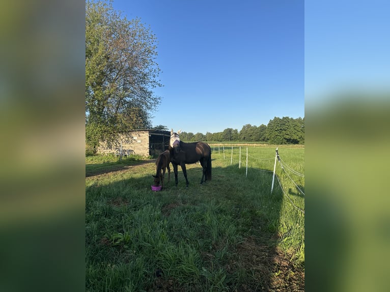 American Quarter Horse Hengst Fohlen (04/2026) Roan-Blue in Petershagen