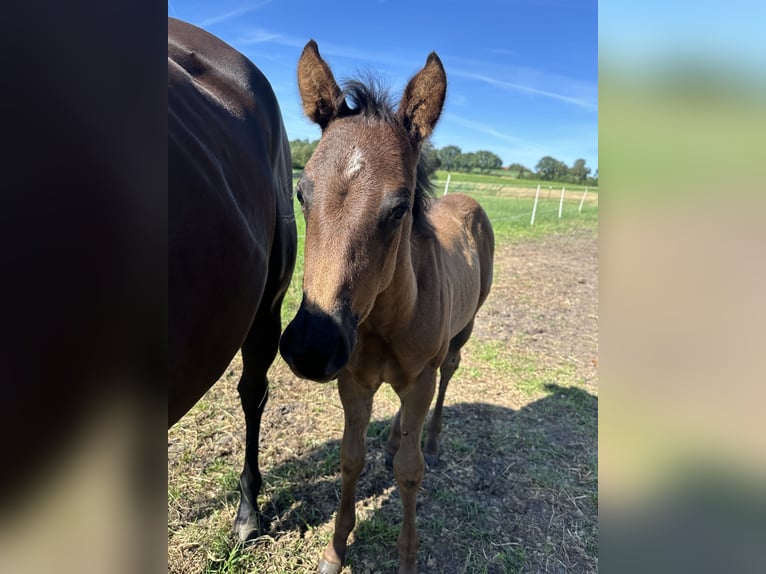 American Quarter Horse Hengst Fohlen (04/2026) Roan-Blue in Petershagen