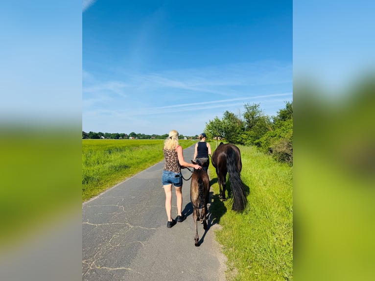 American Quarter Horse Hengst Fohlen (04/2026) Roan-Blue in Petershagen