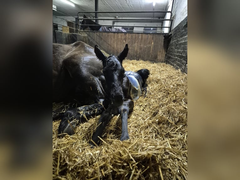 American Quarter Horse Hengst Fohlen (04/2026) Roan-Blue in Petershagen