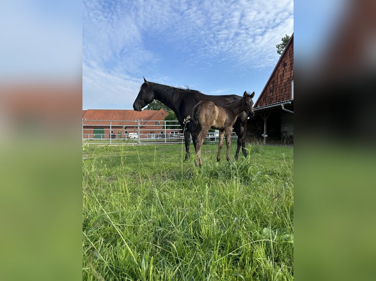 American Quarter Horse Hengst Fohlen (04/2026) Roan-Blue in Petershagen