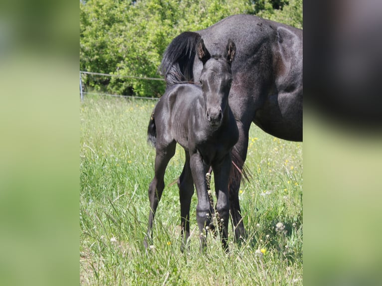 American Quarter Horse Hengst  Roan-Blue in Iggingen