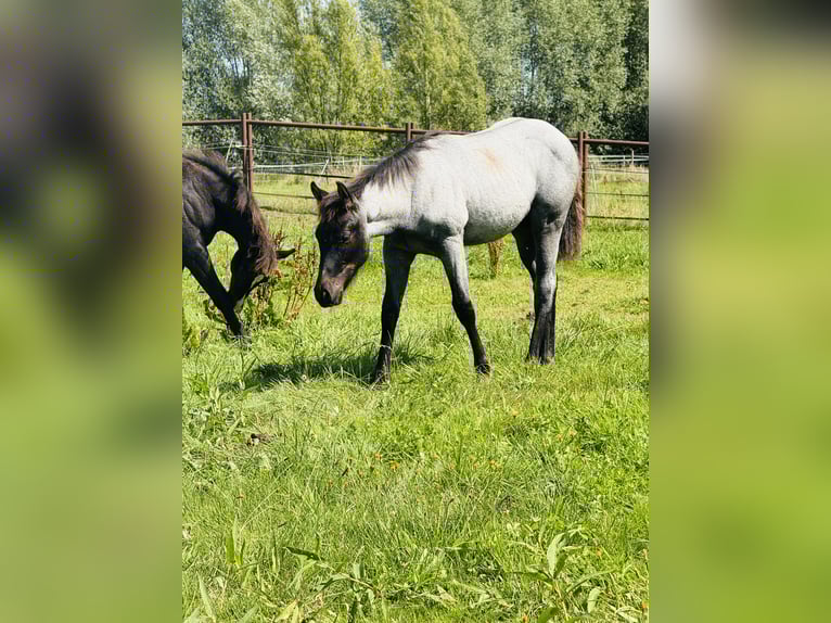 American Quarter Horse Hengst Fohlen (04/2025) Roan-Blue in Gifhorn