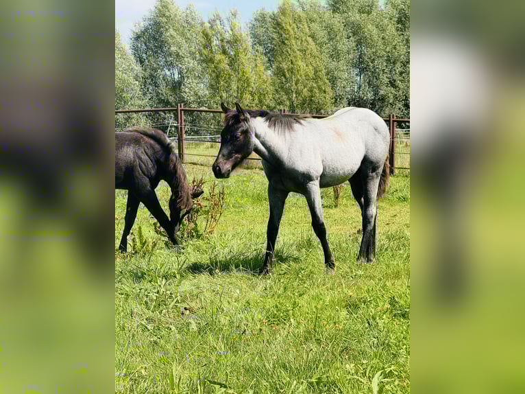 American Quarter Horse Hengst Fohlen (04/2025) Roan-Blue in Gifhorn