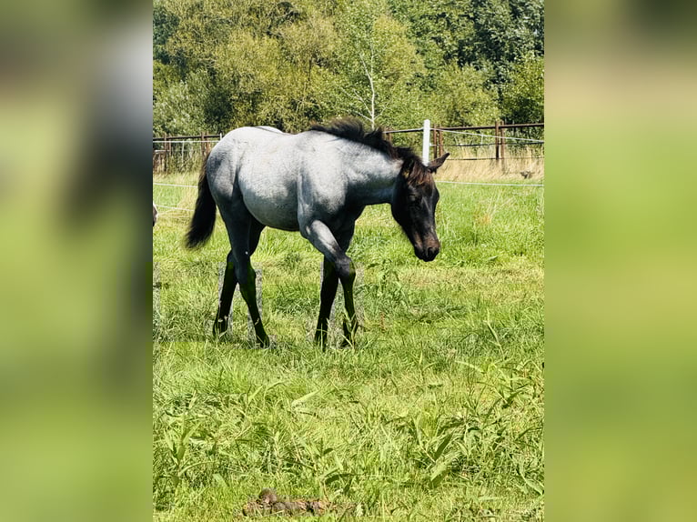 American Quarter Horse Hengst Fohlen (04/2025) Roan-Blue in Gifhorn