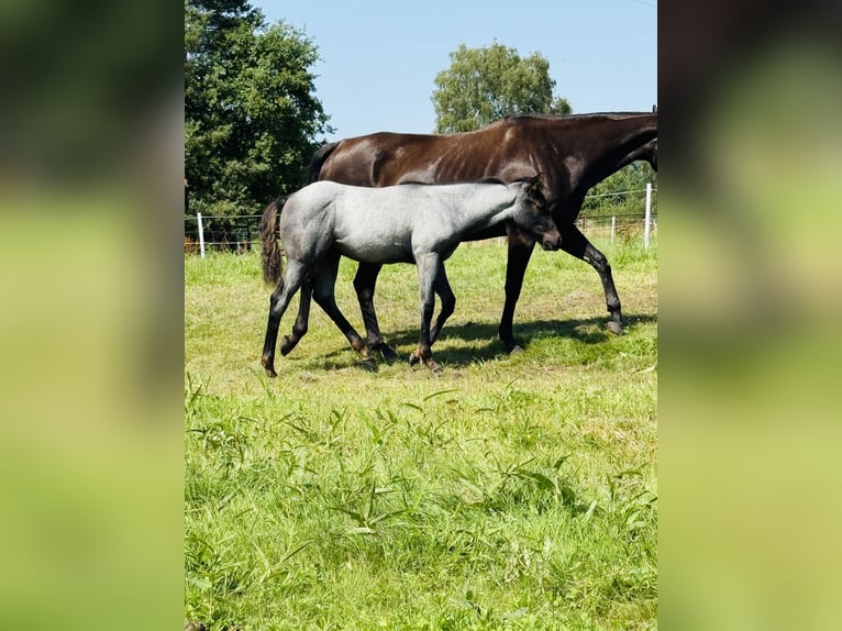 American Quarter Horse Hengst Fohlen (04/2025) Roan-Blue in Gifhorn