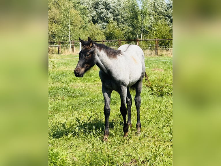 American Quarter Horse Hengst Fohlen (04/2025) Roan-Blue in Gifhorn