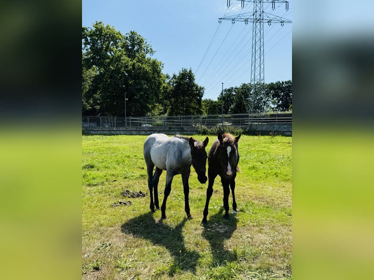 American Quarter Horse Hengst Fohlen (04/2025) Roan-Blue in Gifhorn