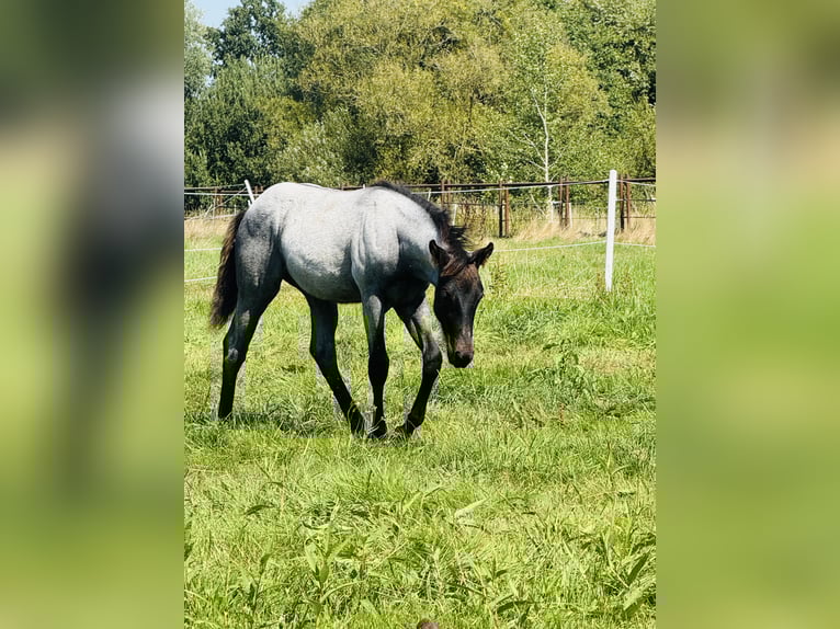 American Quarter Horse Hengst Fohlen (04/2025) Roan-Blue in Gifhorn