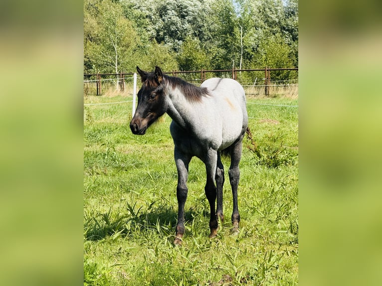 American Quarter Horse Hengst Fohlen (04/2025) Roan-Blue in Gifhorn