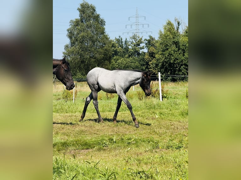 American Quarter Horse Hengst Fohlen (04/2025) Roan-Blue in Gifhorn