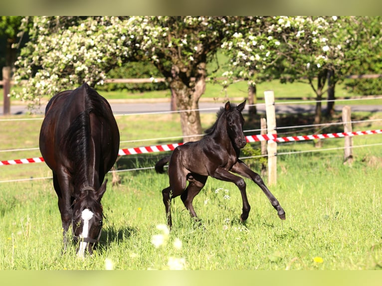 American Quarter Horse Hengst  Roan-Blue in Radevormwald