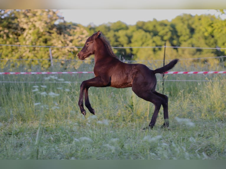 American Quarter Horse Hengst  Roan-Blue in Radevormwald