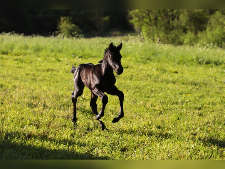 American Quarter Horse Hengst  Roan-Blue in Radevormwald
