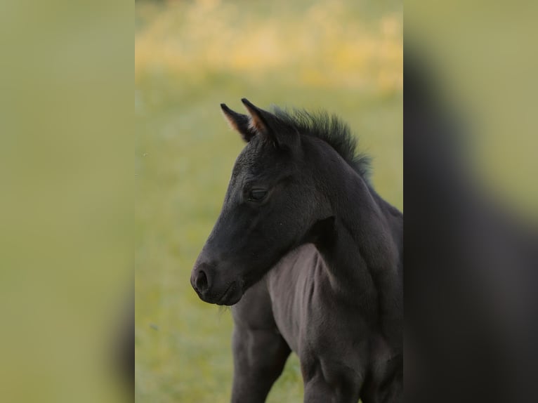 American Quarter Horse Hengst  Roan-Blue in Radevormwald