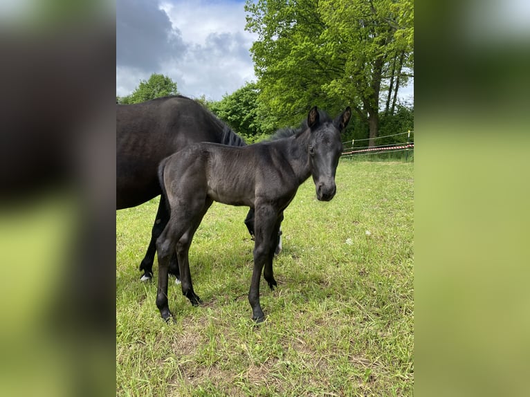 American Quarter Horse Hengst  Roan-Blue in Radevormwald