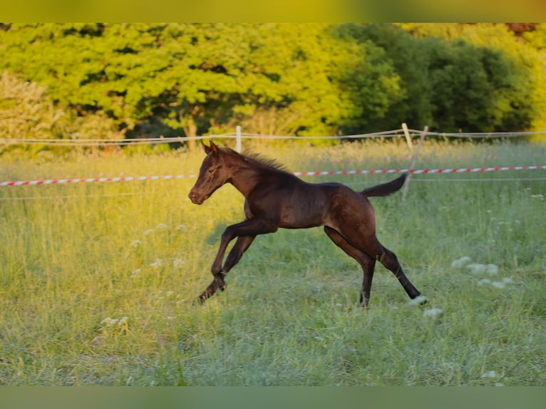 American Quarter Horse Hengst  Roan-Blue in Radevormwald