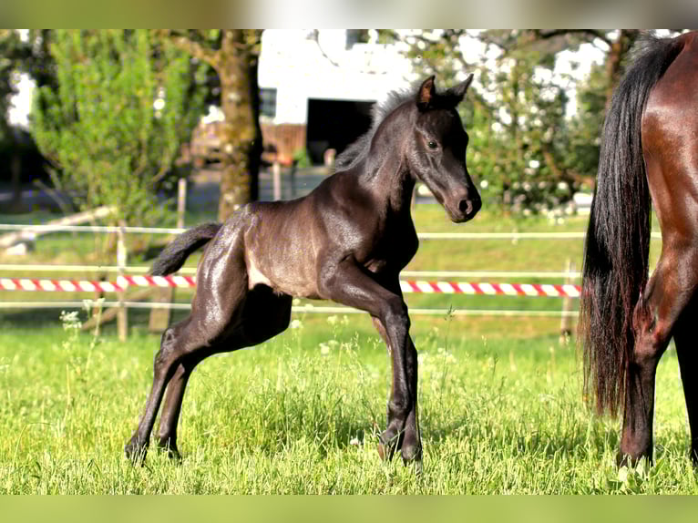 American Quarter Horse Hengst  Roan-Blue in Radevormwald