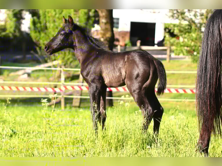 American Quarter Horse Hengst  Roan-Blue in Radevormwald