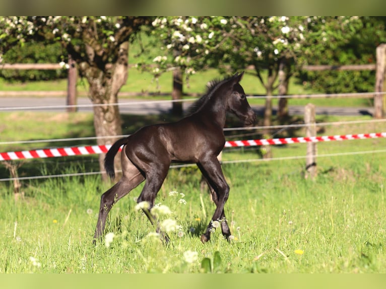American Quarter Horse Hengst  Roan-Blue in Radevormwald