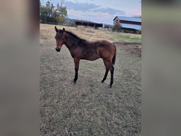 American Quarter Horse Hengst Fohlen (06/2026) Rotbrauner in Red Deer County