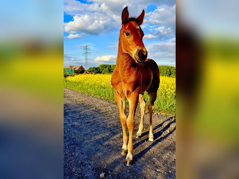 American Quarter Horse Hengst Fohlen (04/2025) Rotbrauner in Zabrze