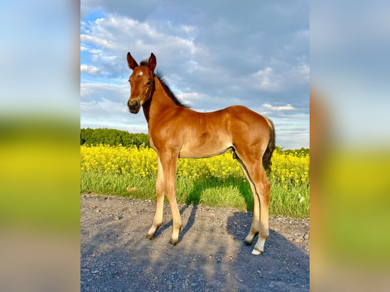 American Quarter Horse Hengst Fohlen (04/2025) Rotbrauner in Zabrze