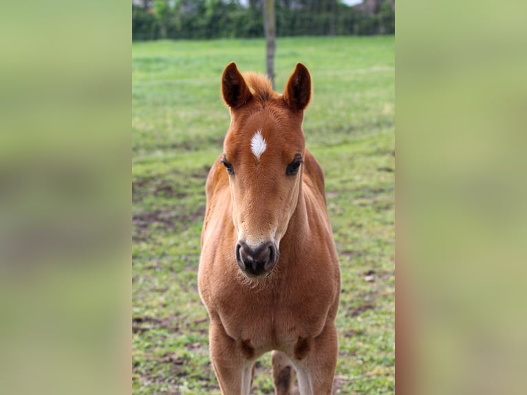 American Quarter Horse Hengst  Rotfuchs in Iszkaszentgy&#xF6;rgy