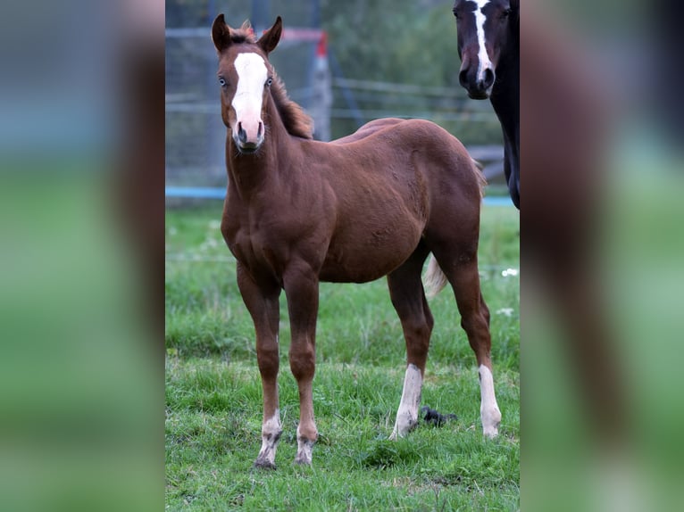 American Quarter Horse Hengst Fohlen (06/2025) Rotfuchs in Prose&#x10D;n&#xE9;