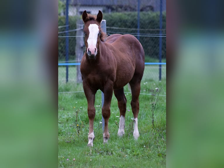 American Quarter Horse Hengst Fohlen (06/2025) Rotfuchs in Prose&#x10D;n&#xE9;