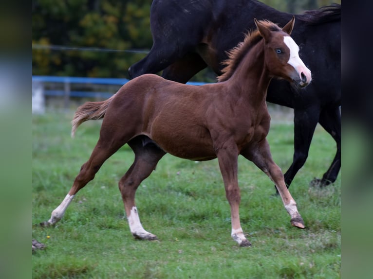 American Quarter Horse Hengst Fohlen (06/2025) Rotfuchs in Prose&#x10D;n&#xE9;
