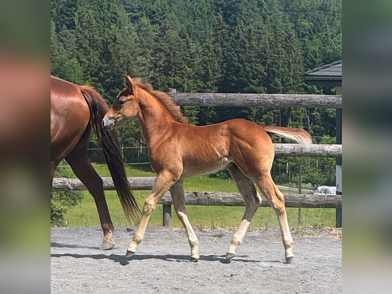 American Quarter Horse Hengst Fohlen (04/2026) Rotschimmel in St. Stefan im Gailtal