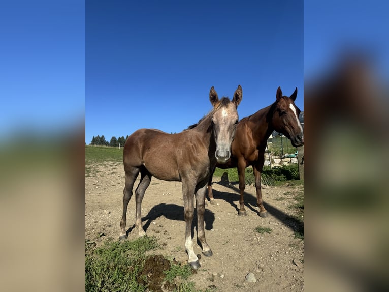 American Quarter Horse Hengst Fohlen (04/2026) Rotschimmel in St. Stefan im Gailtal