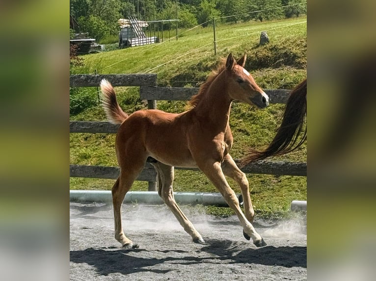American Quarter Horse Hengst Fohlen (04/2026) Rotschimmel in St. Stefan im Gailtal