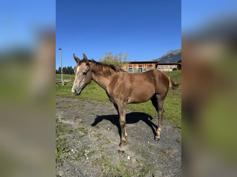 American Quarter Horse Hengst Fohlen (04/2026) Rotschimmel in St. Stefan im Gailtal