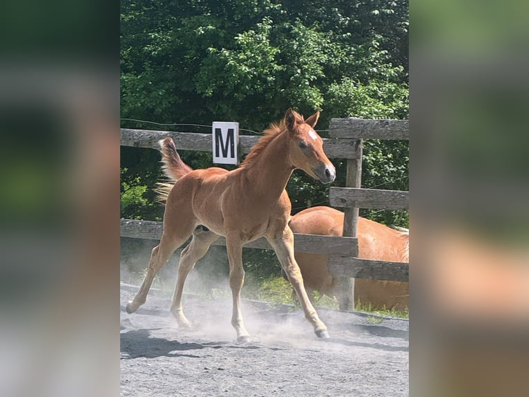 American Quarter Horse Hengst Fohlen (04/2026) Rotschimmel in St. Stefan im Gailtal
