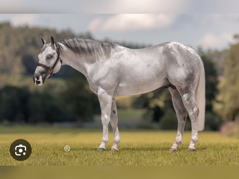 American Quarter Horse Hengst Fohlen (04/2026) Rotschimmel in St. Stefan im Gailtal