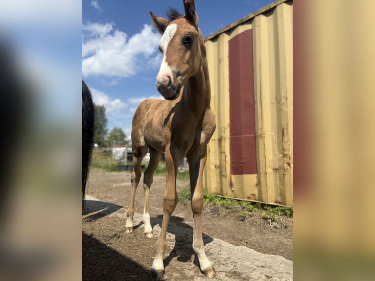 American Quarter Horse Hengst Fohlen (06/2025) in Lint