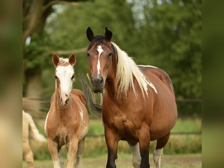 American Quarter Horse Hengst  in Meerhout