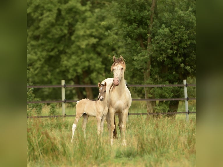 American Quarter Horse Hengst  in Meerhout