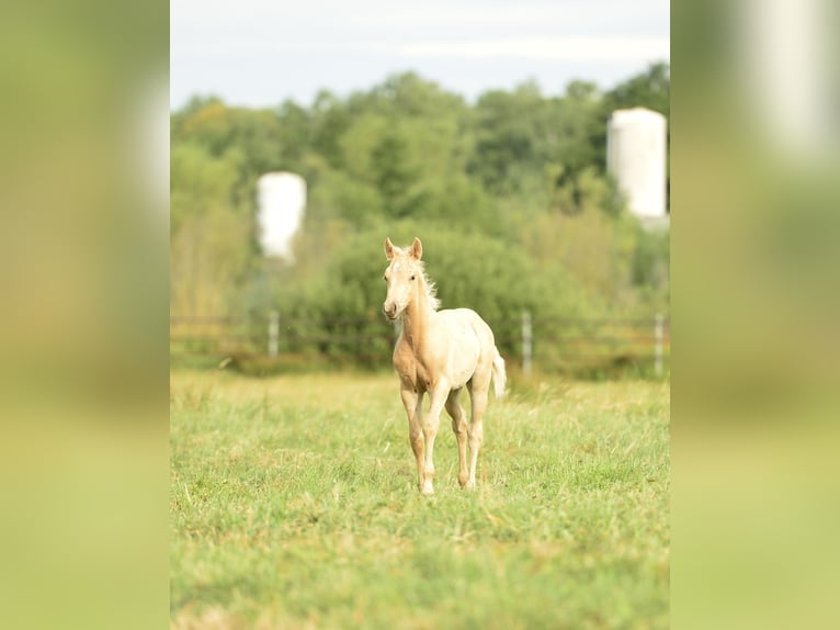 American Quarter Horse Hengst  in Meerhout